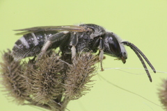Lasioglossum discus
