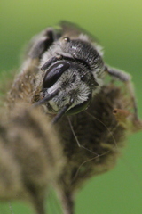 Lasioglossum discus