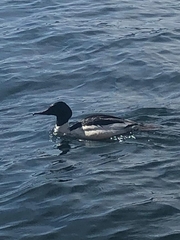 Mergus merganser