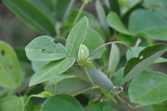 Macrotyloma axillare axillare