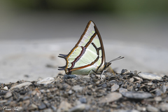 Polyura narcaea meghaduta