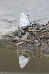 Celastrina lavendularis himilcon