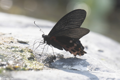 Papilio thaiwanus