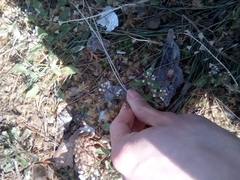 Capsella bursa-pastoris