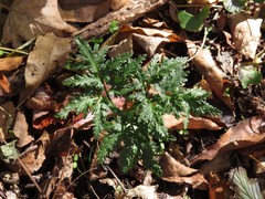 Sceptridium dissectum dissectum