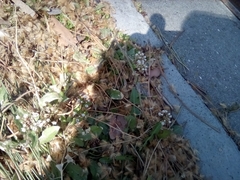 Capsella bursa-pastoris