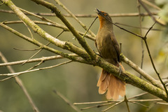 Phacellodomus erythrophthalmus