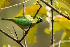 Tangara cyanoventris