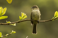 Elaenia sordida
