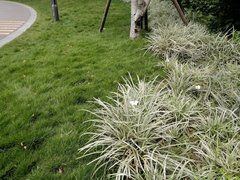 Arrhenatherum elatius bulbosum