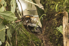 Pulsatrix koeniswaldiana