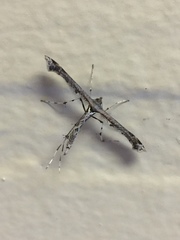 Anstenoptilia marmarodactyla