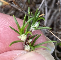 Laxmannia sessiliflora australis