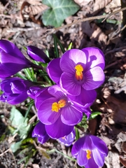 Crocus vernus
