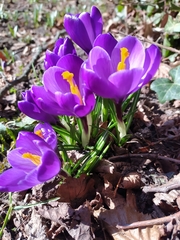 Crocus vernus
