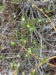 Laxmannia sessiliflora australis