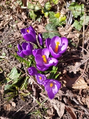 Crocus vernus