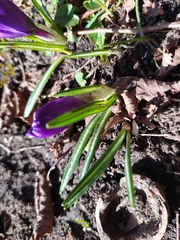 Crocus vernus