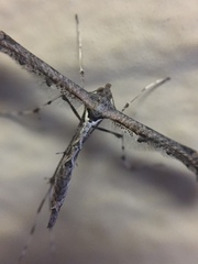 Anstenoptilia marmarodactyla