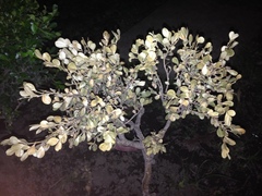 Buxus microphylla