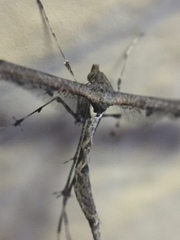 Anstenoptilia marmarodactyla