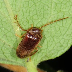 Ptilodactyla carinata