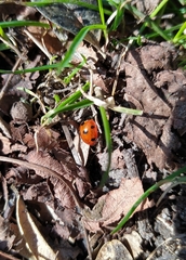 Coccinella septempunctata
