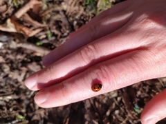 Coccinella septempunctata