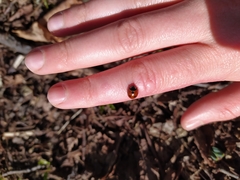 Coccinella septempunctata