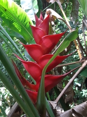 Heliconia caribaea