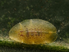 Lichtensia viburni