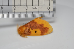 Euproctis staudingeri