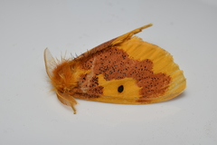 Euproctis staudingeri