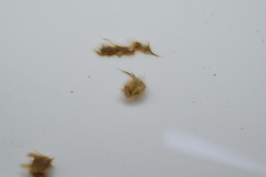 Euproctis staudingeri