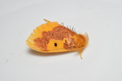 Euproctis staudingeri