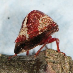 Carynota marmorata