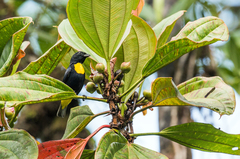 Golden-Chested Tanager photo 3
