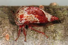Carynota marmorata