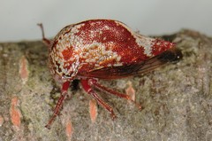 Carynota marmorata