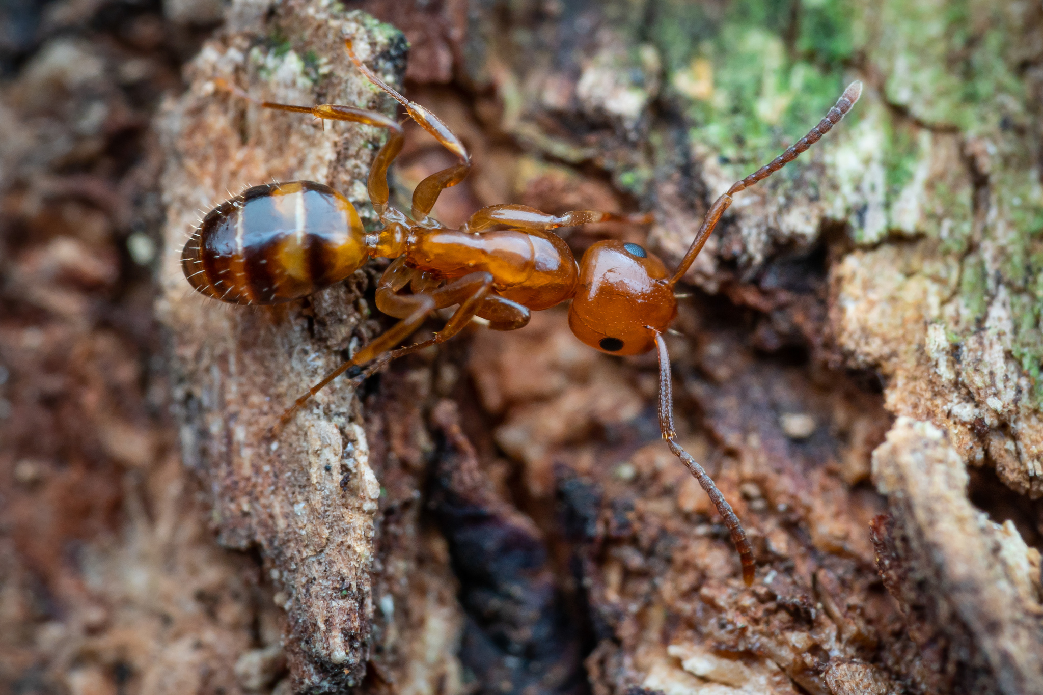 Colobopsis sommeri