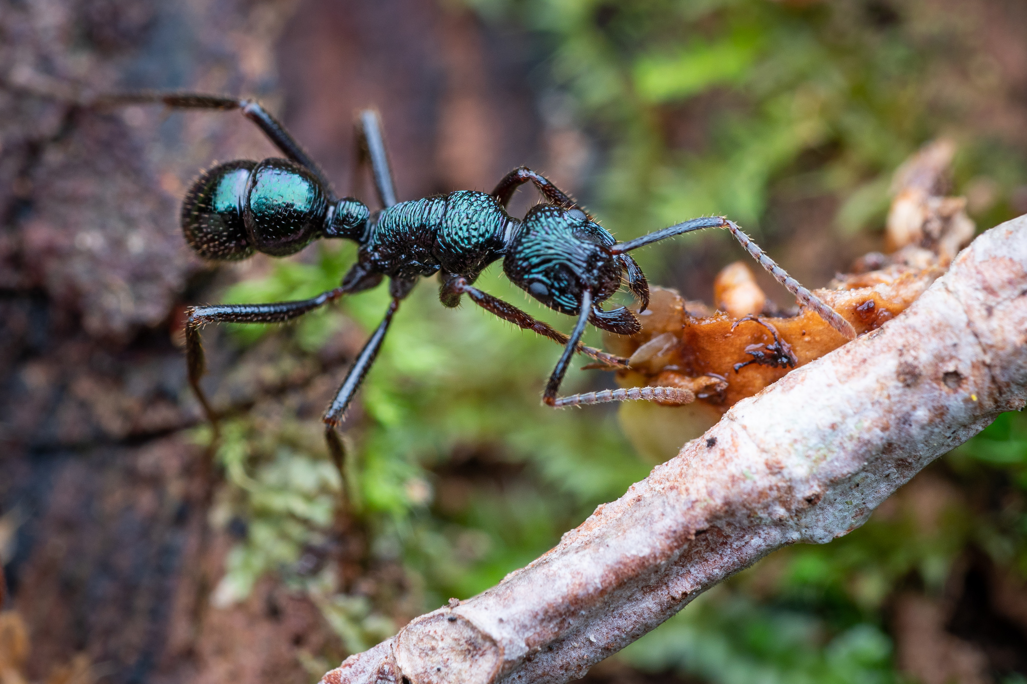 Rhytidoponera fulgens