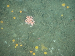 Stylaster verrillii