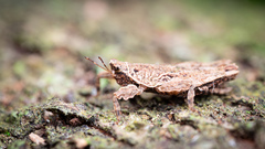 Eurymorphopus bolivariensis