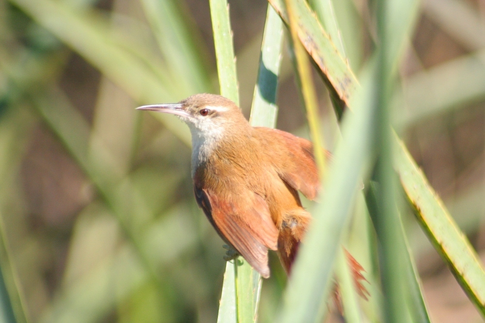 Straight-billed and Sulphur-bearded Reedhaunters