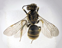 Lasioglossum subhirtum