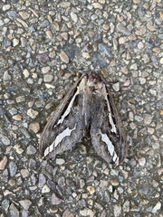 Abantiades labyrinthicus