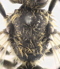 Lasioglossum subhirtum