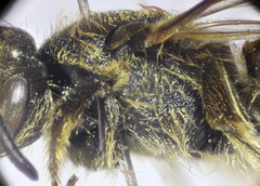 Lasioglossum subhirtum