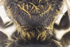 Lasioglossum subhirtum