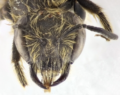 Lasioglossum subhirtum